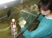 第一三共が承認申請したインフルエンザ治療薬の研究現場（同社提供）