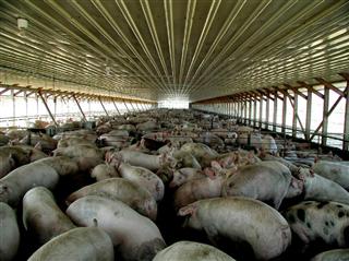 世界最大の養豚場閉鎖危機　チリ当局検討　日本向け供給に影響