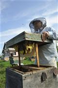 自宅裏の養蜂箱を開けるイゴールビッチ。そこには野生ミツバチの巣があった＝２０１３年６月２３日、ロシア・クラスヌィ・ヤール村（伊藤健次さん撮影）