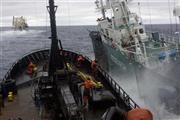 日本の調査捕鯨船団の目視採集船「第３勇新丸」（右）に衝突してくるシー・シェパードの妨害船。暴力を止めようとしないシー・シェパードは年々、右肩上がりで支援者からの寄付金を増やしている＝２０１０年２月６日、南極海（ＡＰ＝シー・シェパード提供）