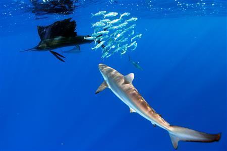 ヨシキリザメなどのサメや他の大型魚類が一緒に捕食することもある＝２０１２年１月１９日、メキシコ・ムヘーレス島（越智隆治さん撮影）