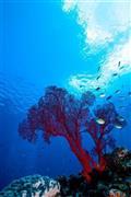 光が差し込む海中に、赤色サンゴが映える。ダイバー至福の景色だ＝沖縄県石垣市（永山真治さん撮影）