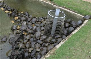 兵庫県明石市が市民から引き取るなどし、保管プールで飼育しているアカミミガメ 兵庫県明石市が市民から引き取るなどし、保管プールで飼育しているアカミミガメ