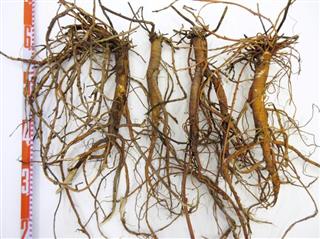 王子ホールディングスが栽培試験地で収穫したカンゾウの根 王子ホールディングスが栽培試験地で収穫したカンゾウの根