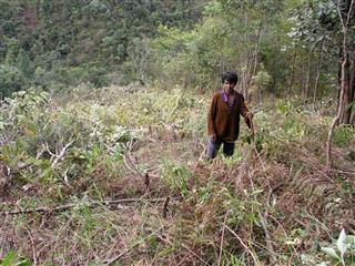 焼畑のために草木を伐採する農民。人手が足りないときは労働者を雇うかフローブンという交換労働を行うが、火入れの1日を除き、村を挙げてのいわゆる共同作業は一切ない=2004年12月、ミャンマー・チン州ハカ郡ゾークワ村(筆者撮影) 焼畑のために草木を伐採する農民。人手が足りないときは労働者を雇うかフローブンという交換労働を行うが、火入れの1日を除き、村を挙げてのいわゆる共同作業は一切ない=2004年12月、ミャンマー・チン州ハカ郡ゾークワ村(筆者撮影)
