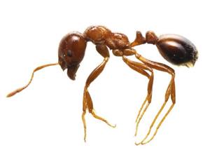 強い毒を持つ南米原産のアリ「ヒアリ」(環境省提供) 強い毒を持つ南米原産のアリ「ヒアリ」(環境省提供)