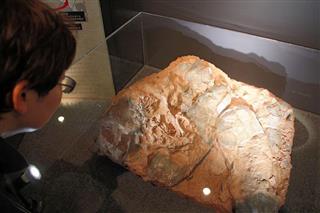 展示されている大型オヴィラプトルサウルス類の胚化石。小さな恐竜化石(中央)がみられる 展示されている大型オヴィラプトルサウルス類の胚化石。小さな恐竜化石(中央)がみられる