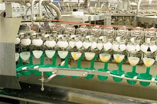 工場での割卵の様子。自動の割卵機が１分間に６００個の卵を割り、卵黄と卵白に分ける