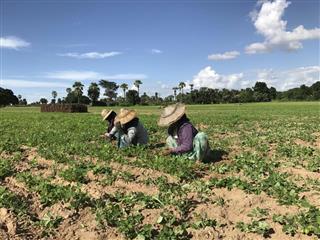 ラッカセイ畑で除草作業をする農業労働者たち。農民が自ら労働者を集めるのが困難になり、「スィー・ガウン」と呼ばれる労働差配師に依頼するようになった=2017年8月、マグエー郡カンターレー村(筆者撮影) ラッカセイ畑で除草作業をする農業労働者たち。農民が自ら労働者を集めるのが困難になり、「スィー・ガウン」と呼ばれる労働差配師に依頼するようになった=2017年8月、マグエー郡カンターレー村(筆者撮影)