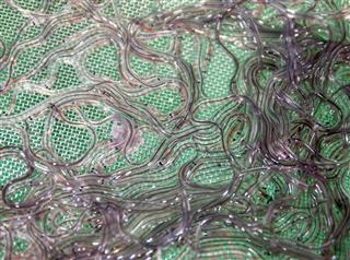 ウナギの稚魚のシラスウナギ ウナギの稚魚のシラスウナギ