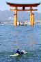 広島県廿日市市の厳島神社の大鳥居（奥）付近を泳ぐ「エボルタＮＥＯ（ネオ）くん」＝１０日