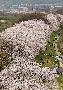 満開を迎えた背割堤の桜並木＝１０日午後、京都府八幡市（寺口純平撮影）