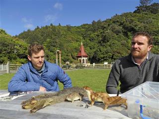 ニュージーランドの野生動物保護区「ジーランディア」で、外来動物の剥製を前に駆除活動について説明する「プレデターフリー・ウェリントン」のウィルコックス代表(右)=2018年10月16日(共同) ニュージーランドの野生動物保護区「ジーランディア」で、外来動物の剥製を前に駆除活動について説明する「プレデターフリー・ウェリントン」のウィルコックス代表(右)=2018年10月16日(共同)