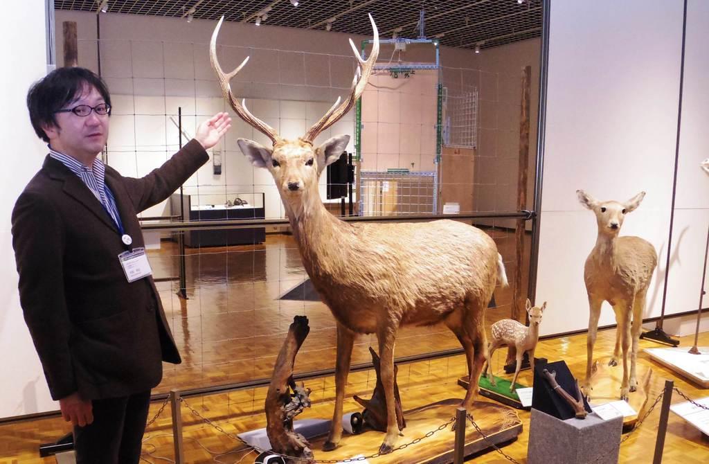 北海道博物館の企画展で展示されているエゾシカの剥製。本州以南のシカより体が大きい＝札幌市（寺田理恵撮影）