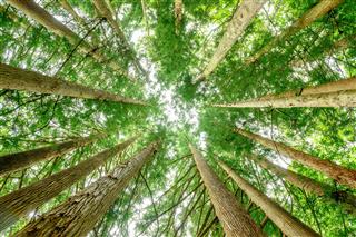日本の林業に新たな可能性…増加傾向の木材供給量　ベンチャーが改革を後押し