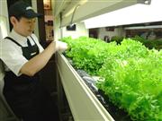 日本サブウェイが運営する植物工場併設型の店舗「野菜ラボ丸ビル店」＝東京都千代田区