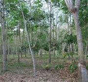 ボルネオ島・東マレーシアのサバ州にある広大なゴム農園。樹齢５～６年目くらいからゴムの原材料となる白い樹液ラテックスを採取できる