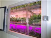 千葉大学で行われている植物工場実証実験の様子。大林組は低コスト植物工場実現に向けタッグを組む。