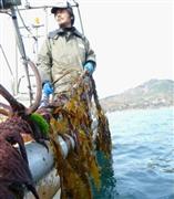 漁師たちでつくるＯＨガッツは、ワカメを練り込んだあられを商品化した