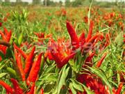 アフリカ・モロッコで栽培された唐辛子＝２０１１年９月（小林桂の常深克典さん提供）