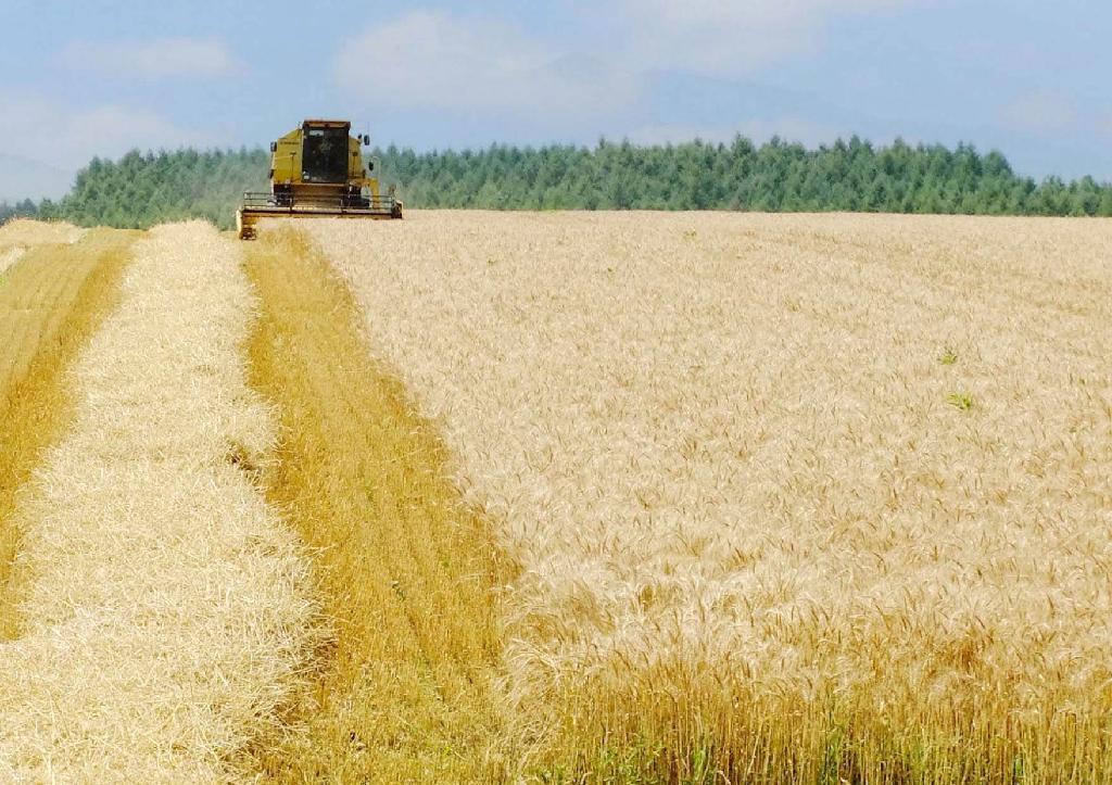 ゆめちからの刈り入れ風景。敷島製パンの開発チームは生産農家を廻って賛同者を増やしてきた＝北海道芽室町