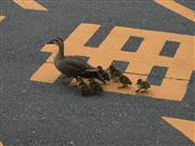 三菱電機の京都製作所構内を歩くカルガモの親子（同社提供）