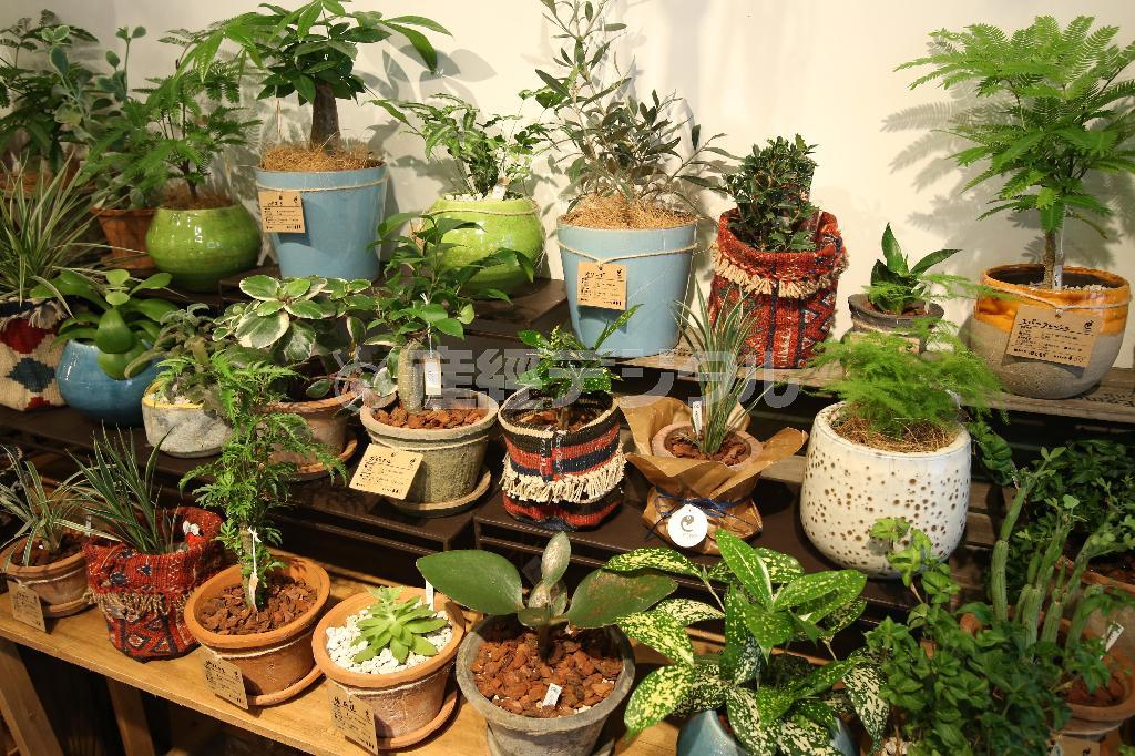 観葉植物や多肉植物もおしゃれな植木鉢などに植えられ、インテリアをモダンに彩る