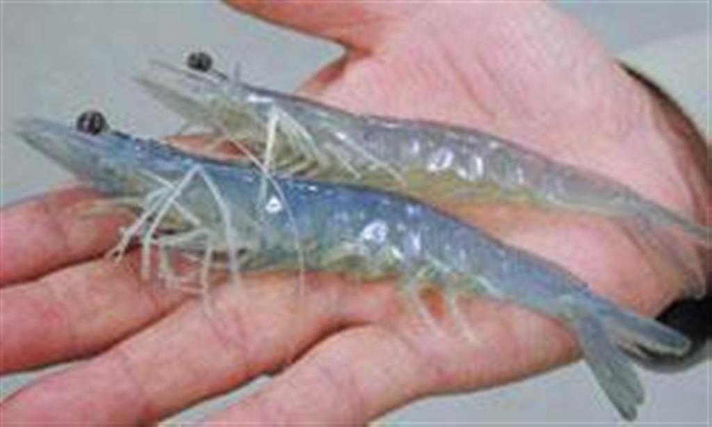 複数のホテルで「芝エビ」として提供されていたことが発覚したバナメイエビ（農水省のホームページより）