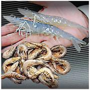 芝エビ（下）の安い代用品とされたバナメイエビ（上）だが、価格は上昇傾向にある（佐賀県水産課提供写真と農水省ホームページ掲載資料のコラージュ）