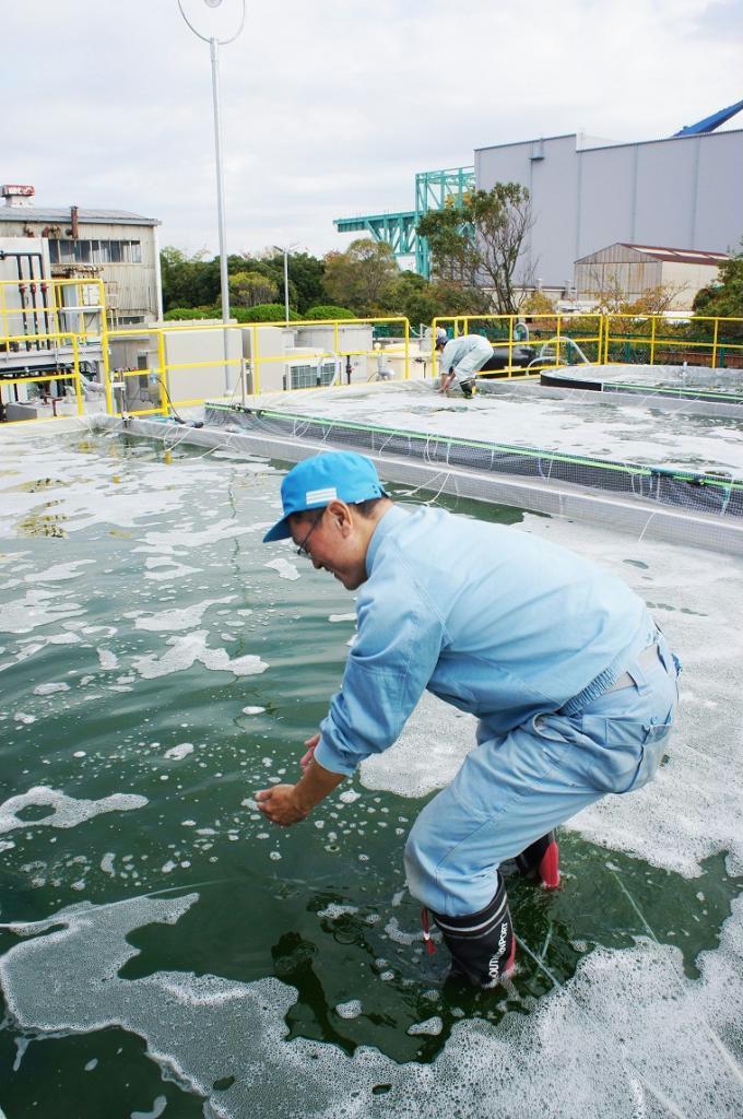 屋外での藻の増殖に取り組んでいる試験プラント＝横浜市のＩＨＩ横浜事業所
