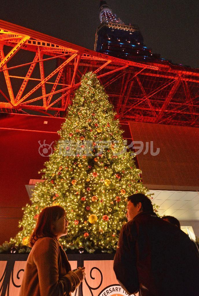 東京タワー１階正面玄関に登場したクリスマスツリーは、オレンジ色の東京タワーとの競演が見物だ＝１１月３日、東京都港区（財満朝則撮影）