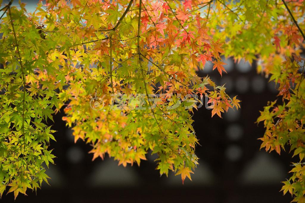 秋の遅い鎌倉でも紅葉が色づき始めている＝１１月１０日、神奈川県鎌倉市山ノ内の円覚寺（渡辺照明撮影）