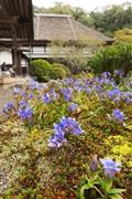 秋の日を浴びて境内にはリンドウが咲き競っていた＝１１月９日、神奈川県鎌倉市扇ガ谷の海蔵寺（渡辺照明撮影）