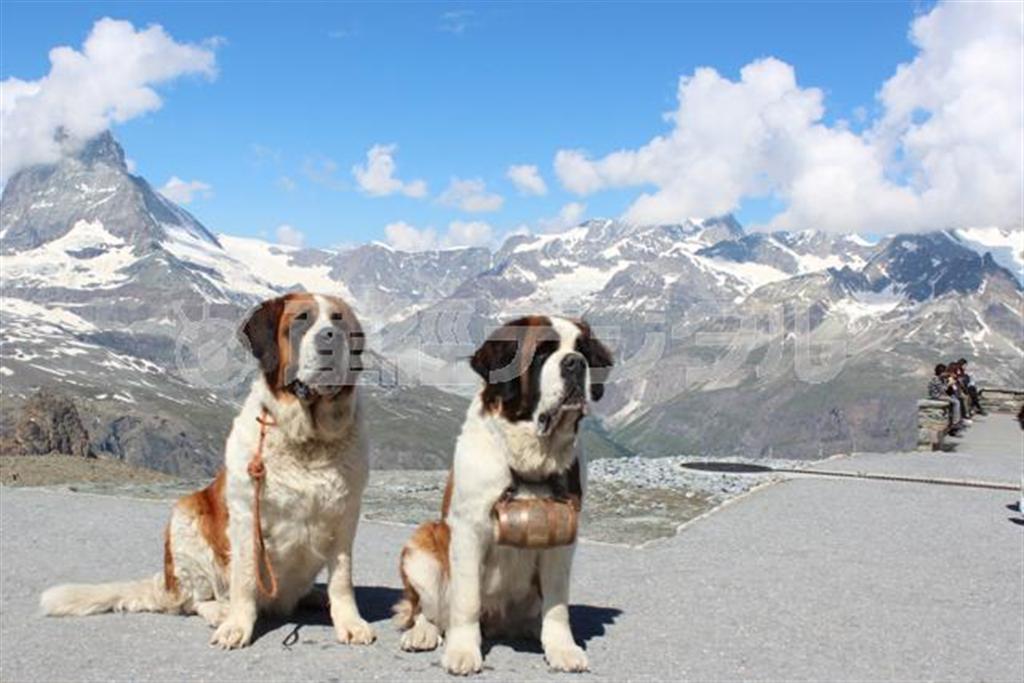 ゴルナーグラート駅のセントバーナード。有料で記念撮影をするための看板犬だが、東南アジアや中東のように、旅行者がカメラを向けてもお金を請求したりしないのは、さすがスイス