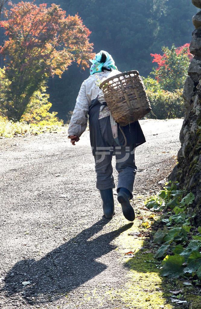 秋の盛りに＝２０１３年１１月１７日、東京都あきる野市（野村成次撮影）