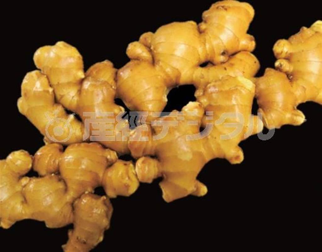 土佐一生姜（提供写真）