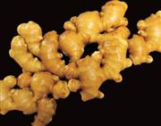 土佐一生姜（提供写真）