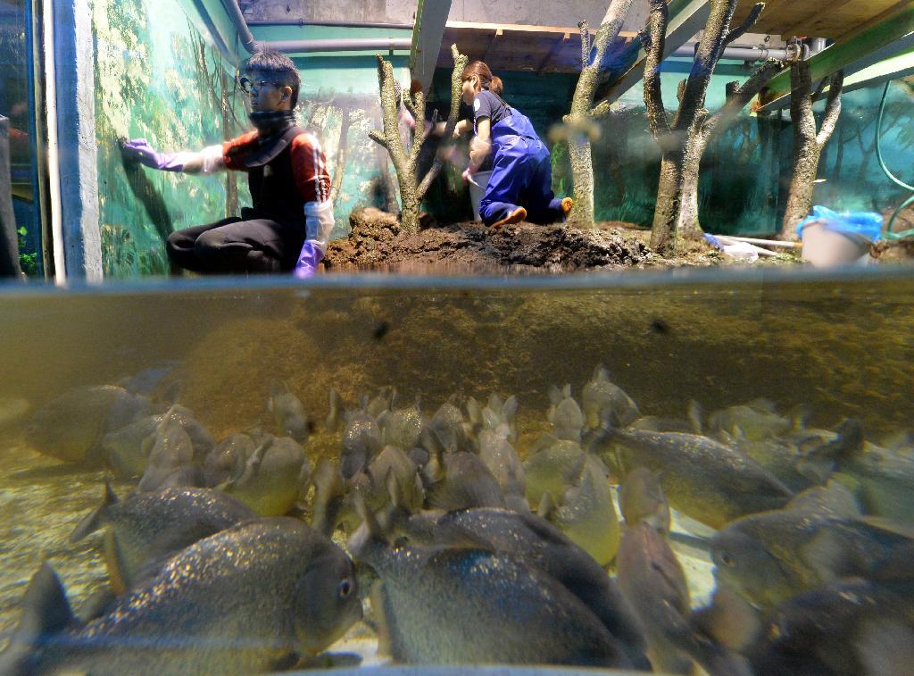 ピラニア水槽の水を抜き、年末の大掃除をする飼育員たち＝１２月１８日午前１０時３８分、神戸市須磨区の市立須磨水族園（頼光和弘撮影）