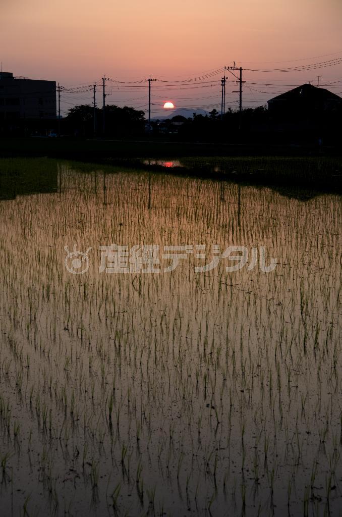 帰り道、山鹿の夕暮れどきの田んぼを撮影＝２０１３年８月６日、熊本県山鹿市（井浦新さん撮影）