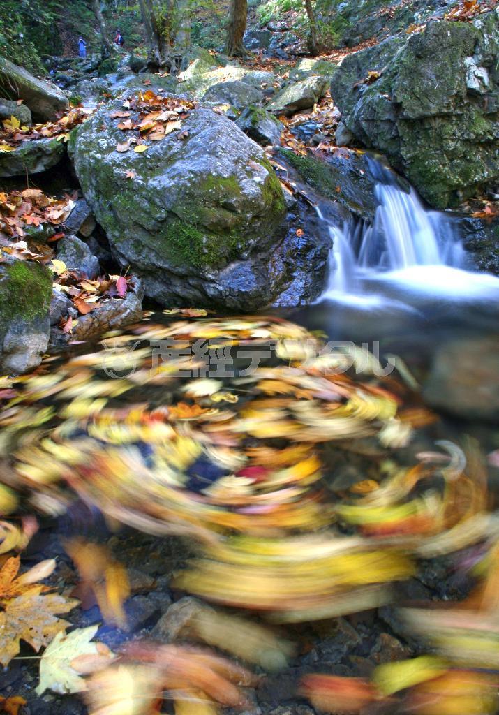 落葉の流れ＝２００７年１１月１４日、東京都青梅市（野村成次撮影）