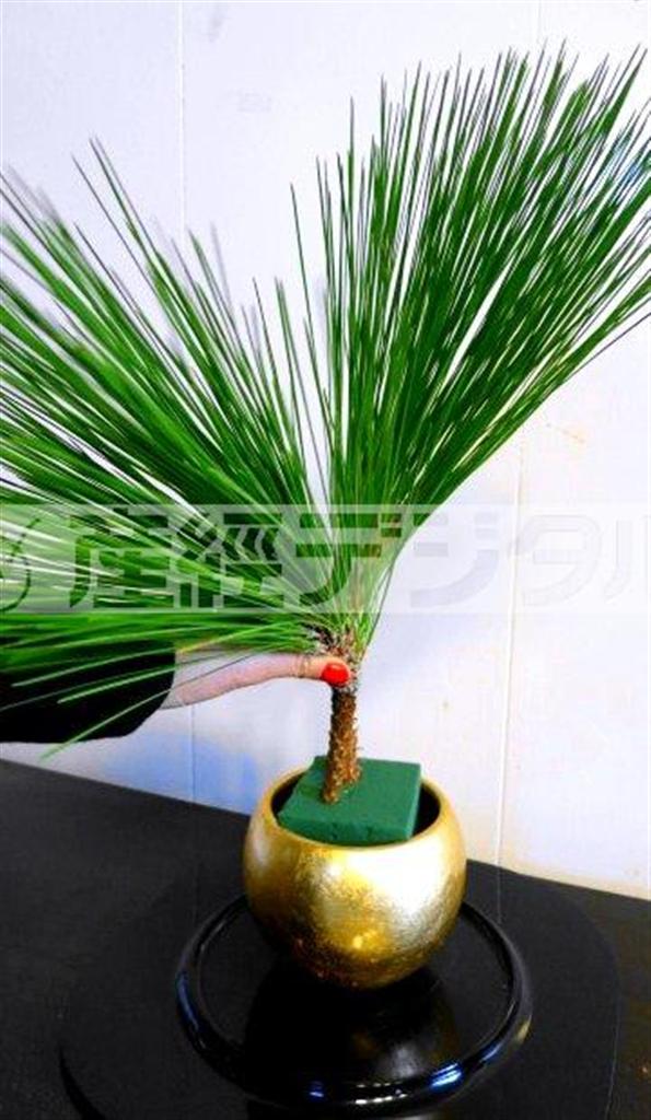 （手順１）オアシスを入れたゴールドの器に、大王松２本、松葉の流れが重ならないように、向きをずらしながら挿します（提供写真）