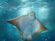 捻出した時間で、エイを鑑賞（本谷有希子さん撮影）