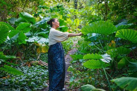 幹線道路から海岸へ抜ける道沿いに、名もなきジャングルが広がる。クワズイモが大きな葉を広げ、パパイヤの樹が実をつけていた＝鹿児島県大島郡龍郷町（奄美大島、別府亮さん撮影）