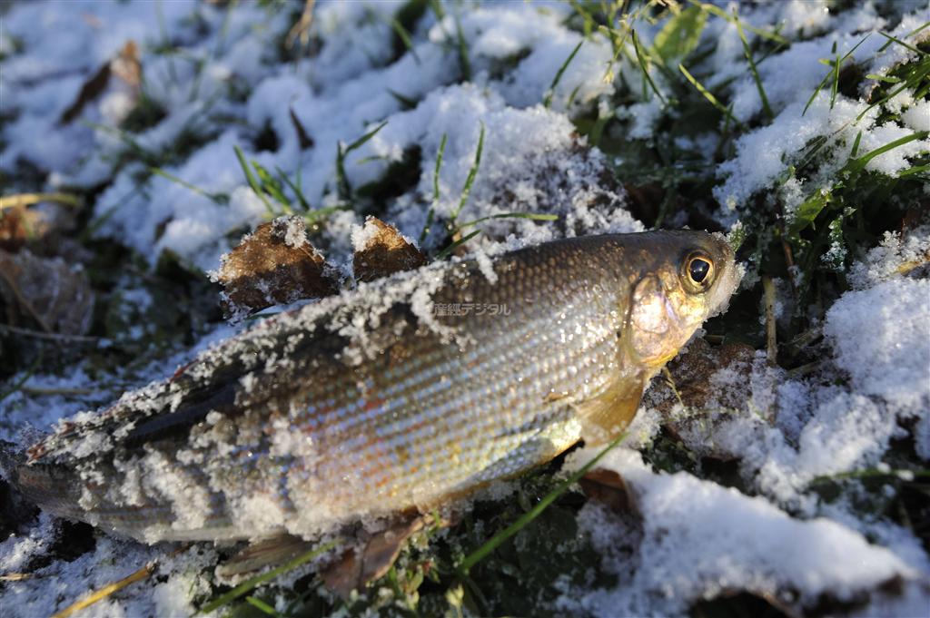 虹色に輝くハリウス。サケ科の魚で和名はカワヒメマス＝２０１３年１０月４日、ロシア・クラスヌィ・ヤール村（伊藤健次さん撮影）