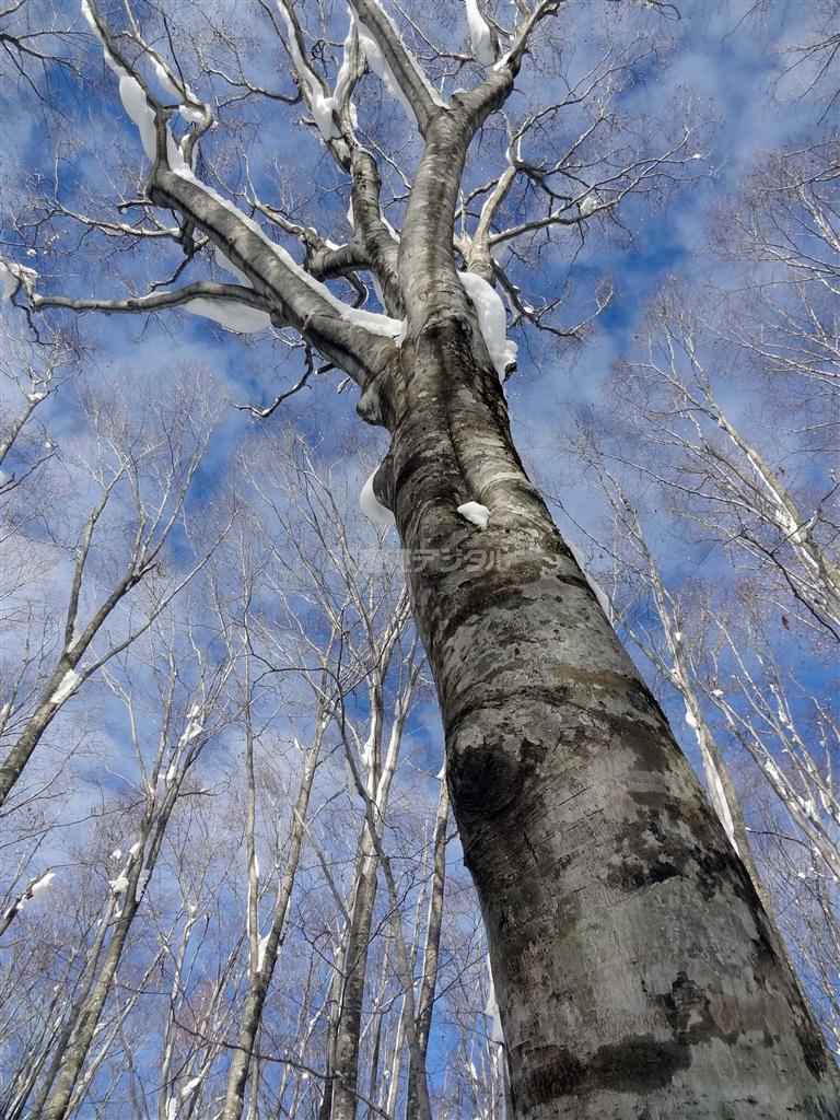 秋田のブナ林に残るひときわ太いブナの木。ブナは戦時中に燃料確保のため伐採が進められたが、地元の男性たちが森を守るために「母となる木」をところどころに残した