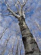 秋田のブナ林に残るひときわ太いブナの木。ブナは戦時中に燃料確保のため伐採が進められたが、地元の男性たちが森を守るために「母となる木」をところどころに残した