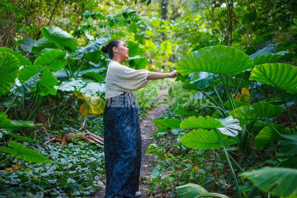 幹線道路から海岸へ抜ける道沿いに、名もなきジャングルが広がる。クワズイモが大きな葉を広げ、パパイヤの樹が実をつけていた＝鹿児島県大島郡龍郷町（奄美大島、別府亮さん撮影）