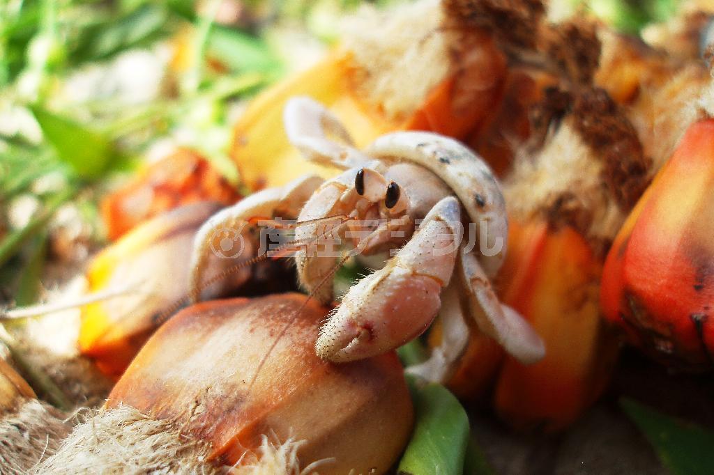 奄美大島の海辺でよく見かけるオカヤドカリ。島民にとって最も身近な天然記念物だ（提供写真）