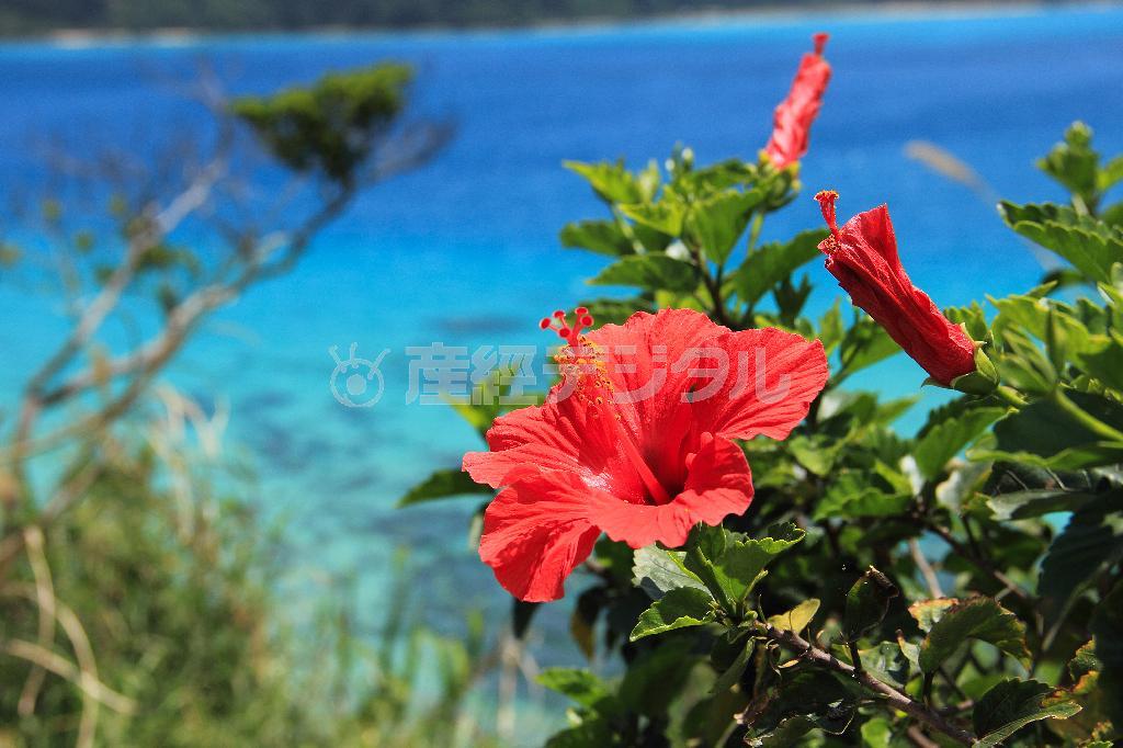 奄美大島では年間を通じて目にすることができるハイビスカス。その種類は５００種類以上あるとされ、花びらの色は赤、白、黄、ピンク、オレンジなどがある＝鹿児島県・奄美大島（別府亮さん撮影）
