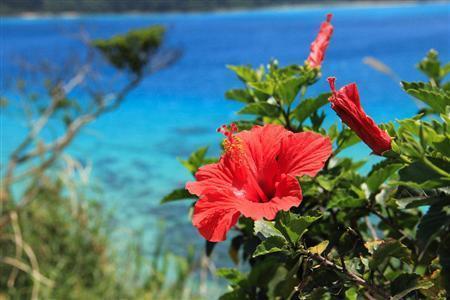 奄美大島では年間を通じて目にすることができるハイビスカス。その種類は５００種類以上あるとされ、花びらの色は赤、白、黄、ピンク、オレンジなどがある＝鹿児島県・奄美大島（別府亮さん撮影）